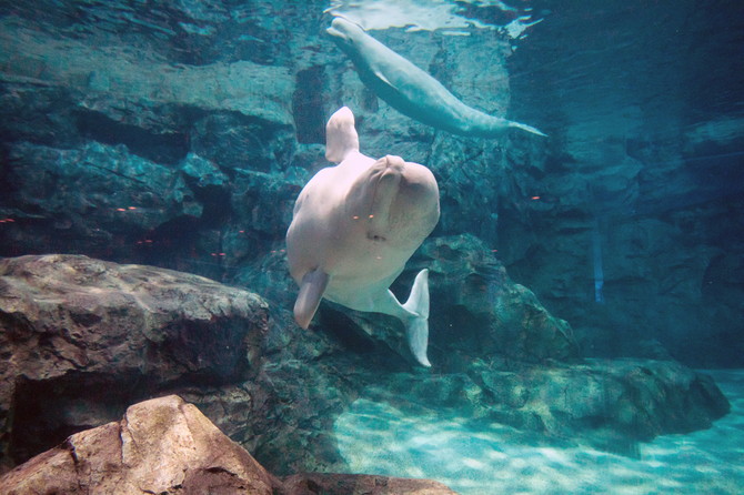 名古屋水族館