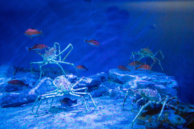 名古屋水族館