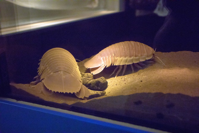 名古屋水族館