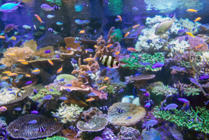 名古屋水族館
