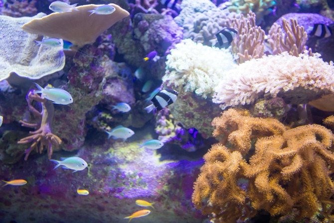 名古屋水族館