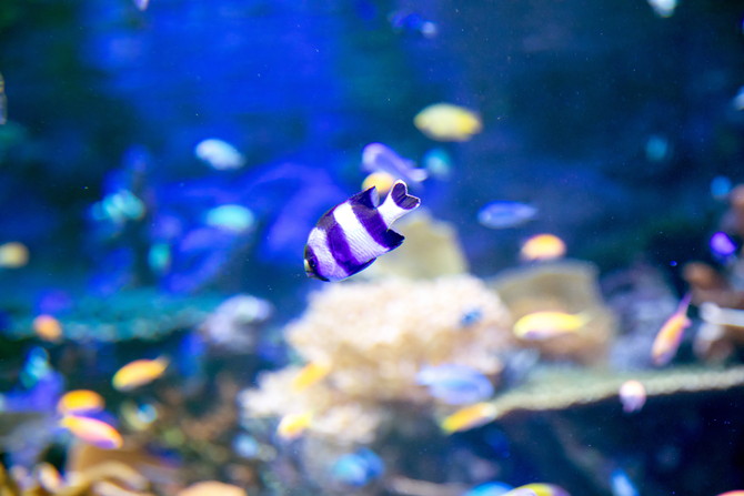 名古屋水族館