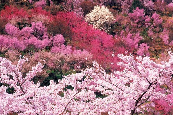 花見山公園