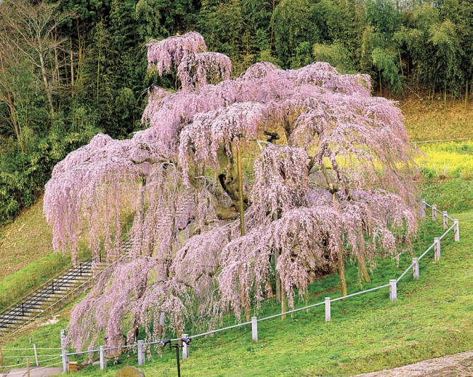 三春滝桜