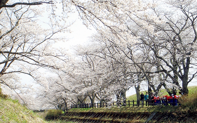 笹原川千本桜