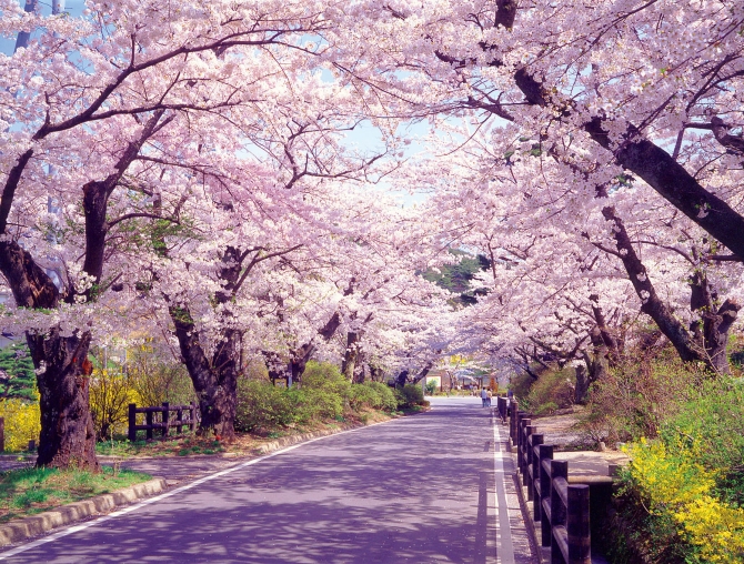 岳温泉 桜坂