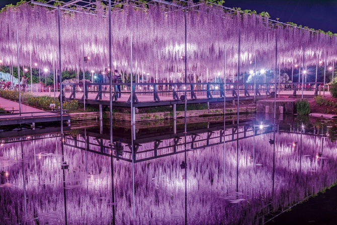 あしかがフラワーパーク