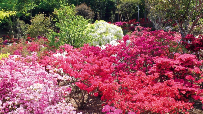 あしかがフラワーパーク