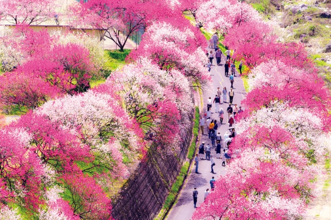 見頃始まる Gwに行きたい 関東近郊の花まつり 花イベント 花畑まとめ 18 じゃらんニュース