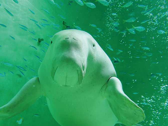 鳥羽水族館