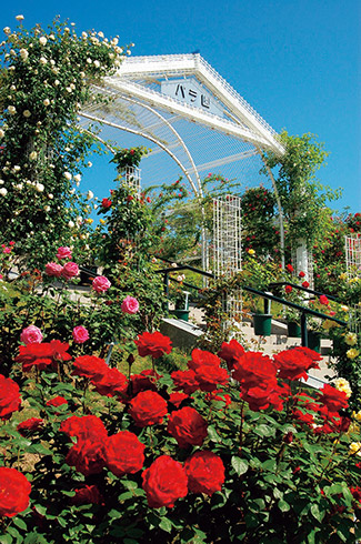 もうすぐ見頃 バラ園 バラスイーツで優雅な1日を 広島 じゃらんニュース