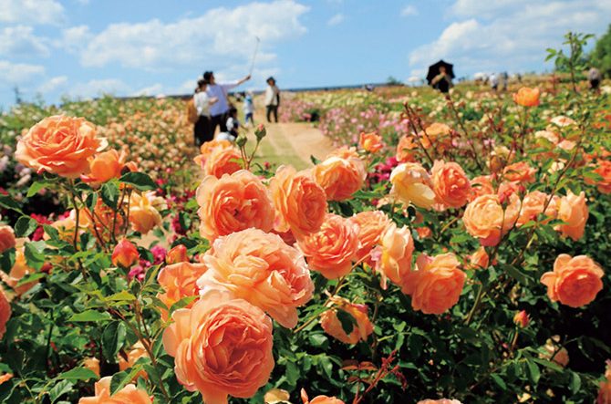 もうすぐ見頃 バラ園 バラスイーツで優雅な1日を 広島 じゃらんニュース