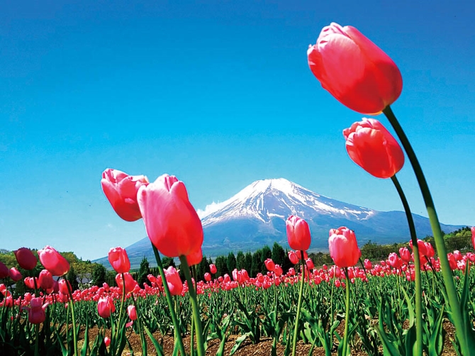 初夏の一瞬を目撃 一年で一番美しい日本の絶景13選 東日本 じゃらんニュース
