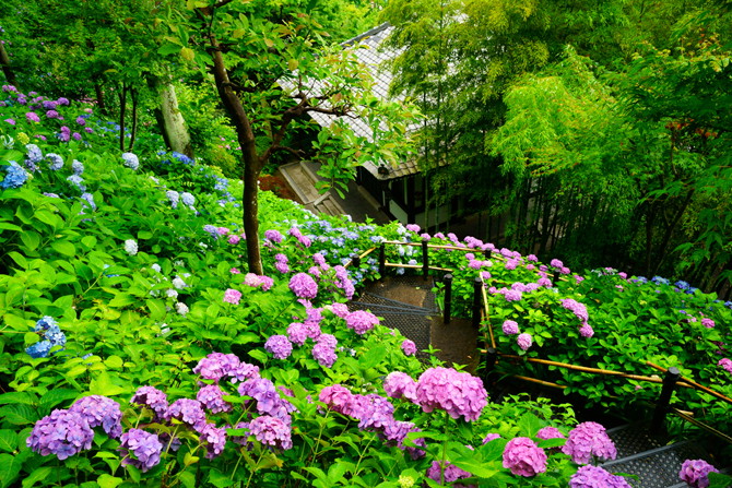 鎌倉 長谷寺のあじさい19 開花や見ごろは アクセス 混雑を避ける裏ワザも じゃらんニュース