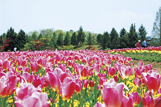 国営備北丘陵公園