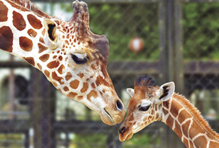 福山市立動物園