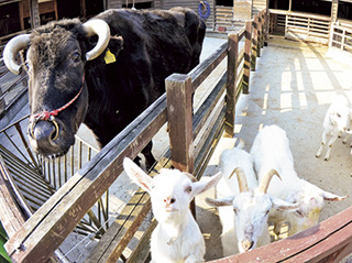 おかやまファーマーズ・マーケットノースヴィレッジ