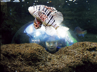 島根県立宍道湖自然館 ゴビウス