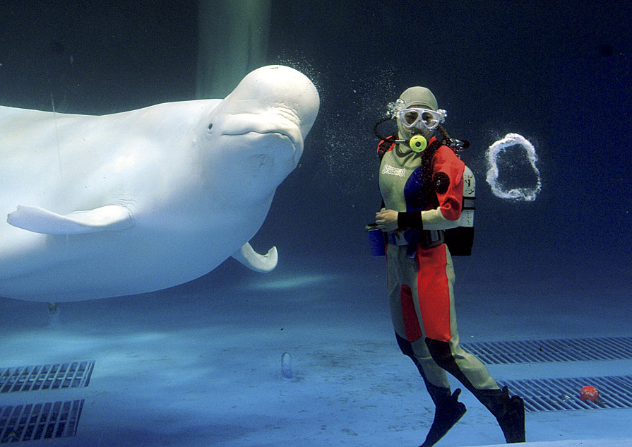 鴨川(かもがわ)シーワールド