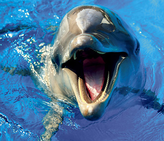 鴨川(かもがわ)シーワールド