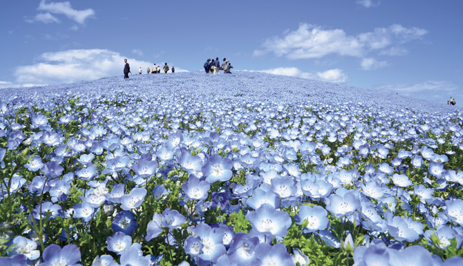 国営ひたち海浜公園