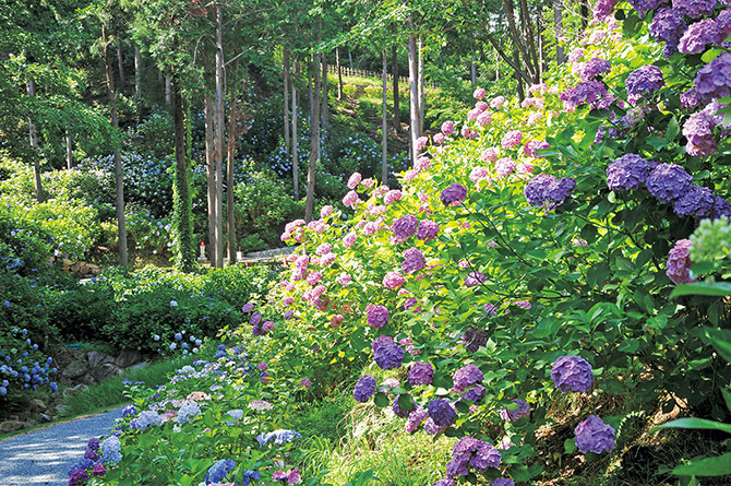 関西近郊 18年あじさい名所12選 見頃 開花情報付き 2 じゃらんnet
