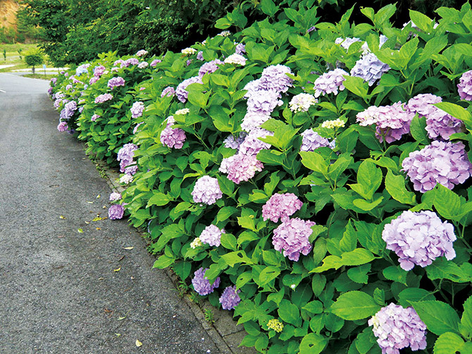 関西近郊 18年あじさい名所12選 見頃 開花情報付き 3 じゃらんnet