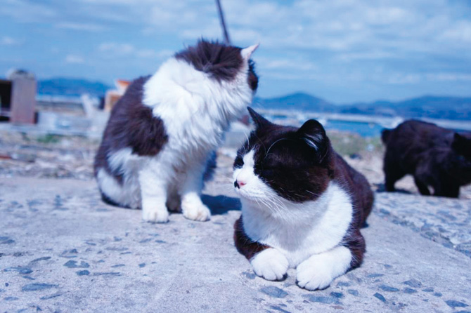 田代島の楽しみ方