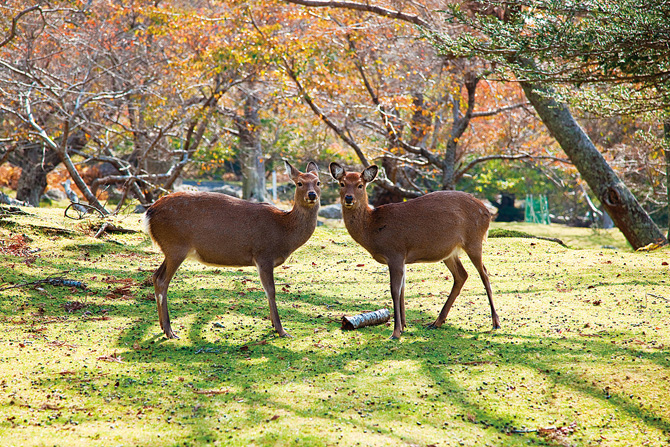 金華山の楽しみ方