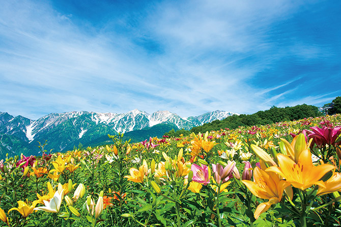 白馬Alps花三昧2018