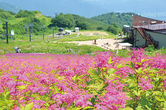白馬Alps花三昧2018
