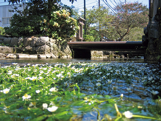 地蔵川（梅花藻）