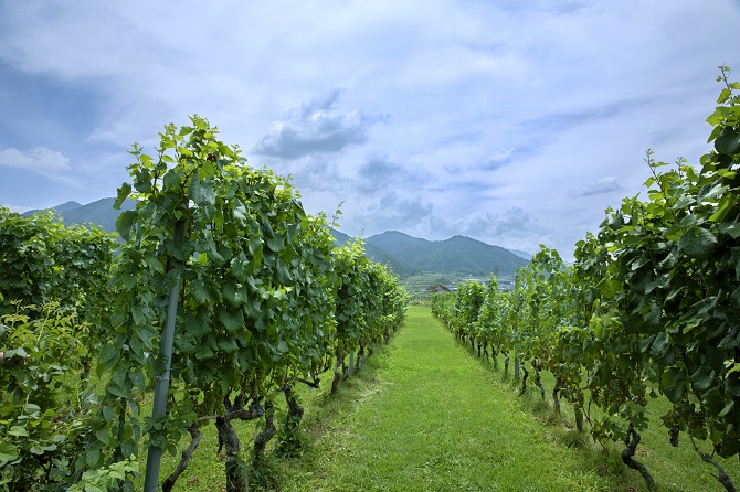 山梨ワイナリーおすすめ5選 お好みの国産ワイン巡りを 勝沼エリアなど じゃらんニュース 山梨ワイナリーおすすめ5選 お好みの国産ワイン巡りを 勝沼エリアなど じゃらんニュース