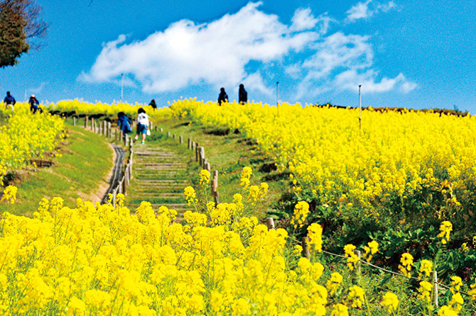 一足早く春気分を満喫 これから見頃の 花絶景 9選 関西 中四国 じゃらんニュース