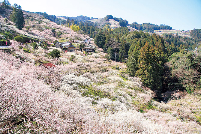 デートで行きたい 花絶景 ドライブコースおすすめ8選 関西 中国 四国 4 じゃらんnet