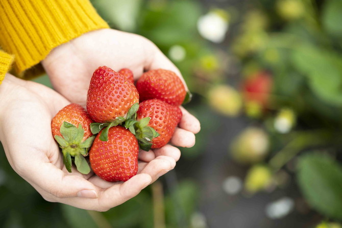 福岡 食べ放題のいちご狩り農園11選 人気品種の あまおう も 19 じゃらんニュース