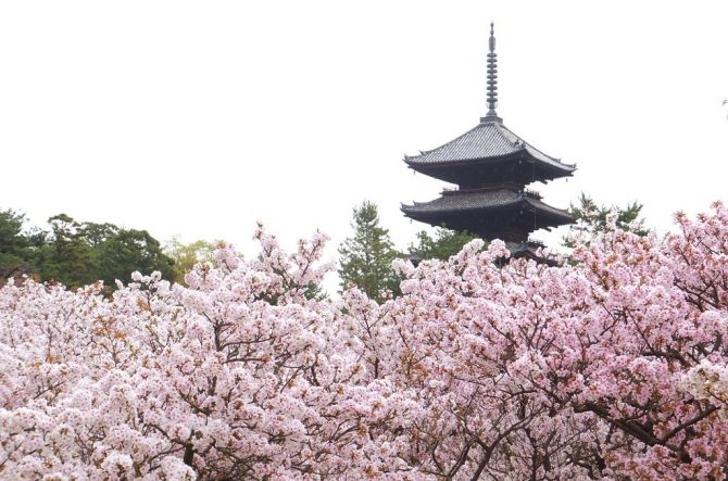 19 京都で桜が楽しめるスポット選 お花見に出かけよう じゃらんニュース