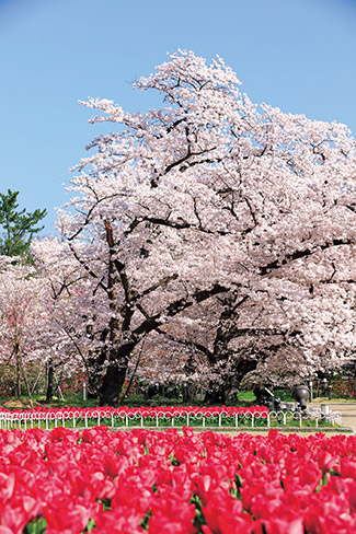 京都府立植物園