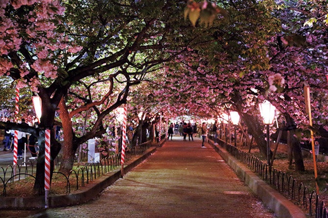 造幣局 桜の通り抜け