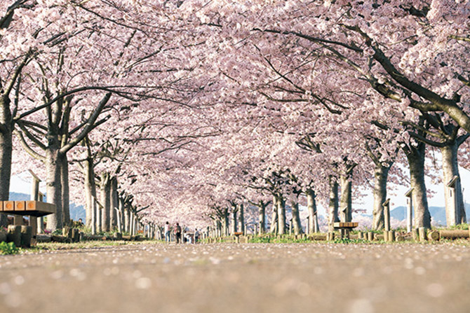 19 関西 桜絶景 おすすめ30選 名所から穴場 開花時期 見頃 混雑情報も 3 じゃらんnet 19 関西 桜絶景 おすすめ30選 名所から穴場 開花時期 見頃 混雑情報も 3 じゃらんnet