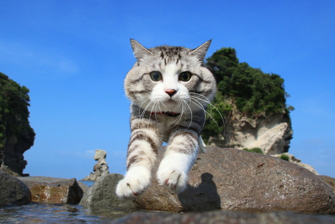 2/22は猫の日！旅猫「ニャン吉」47都道府県制覇への道 ｜じゃらんニュース