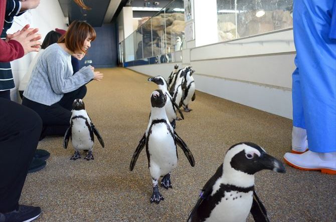 アイドルペンギン を間近で見られる 可愛い よちよち歩き にキュン 京都水族館 じゃらんニュース