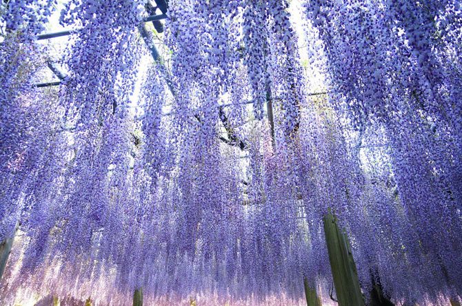 福岡 春のおすすめデートスポット22選 カップルでお出かけしたい場所まとめ 2 じゃらんnet