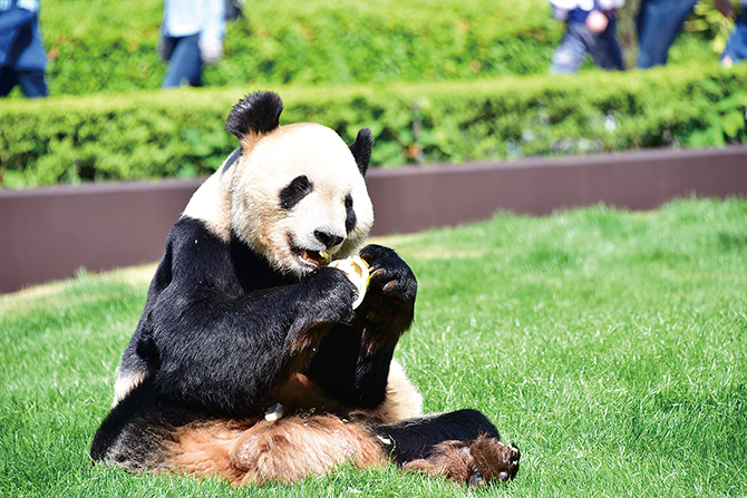 動物マニア芸人が教える 意外と面白い 動物雑学 と動物園の楽しみ方 じゃらんニュース 動物マニア芸人が教える 意外と面白い 動物雑学 と動物園の楽しみ方 じゃらんニュース