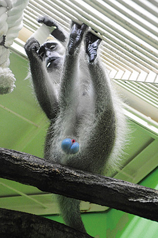 動物マニア芸人が教える 意外と面白い 動物雑学 と動物園の楽しみ方 2 じゃらんnet