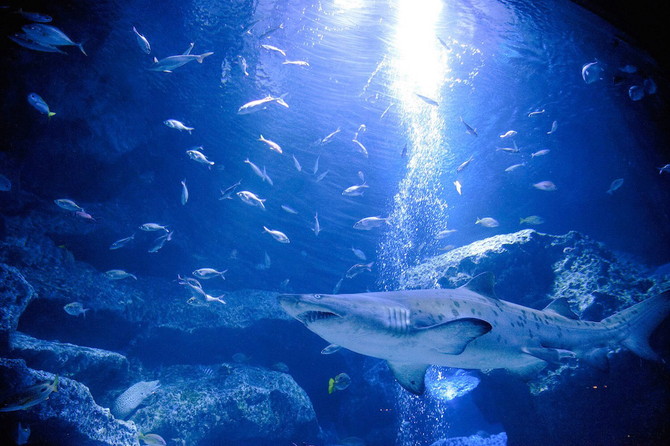 すみだ水族館