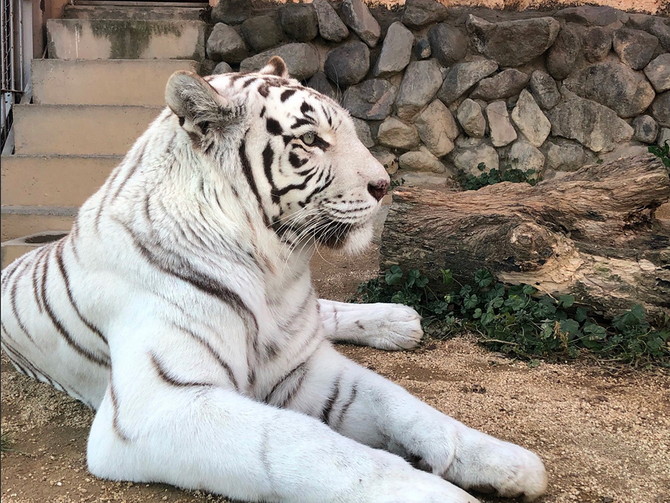 東武動物公園