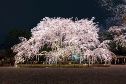 【関東・2024】夜桜・ライトアップが楽しめる桜名所14選!夜のお花見を楽しもう |じゃらんニュース