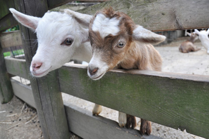 千本松牧場 どうぶつふれあい広場