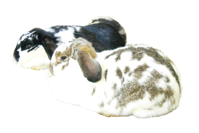 千本松牧場 どうぶつふれあい広場